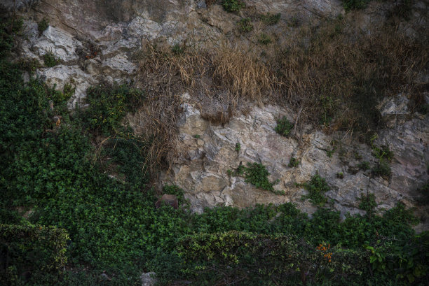 半爬满常春藤的石墙。漂亮的背景。图片下载