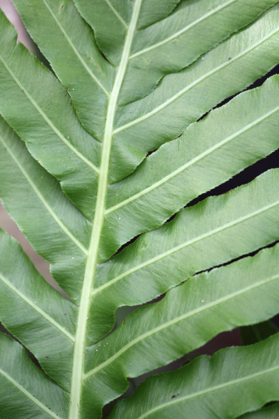 特写背景的绿色蕨类树叶图片下载