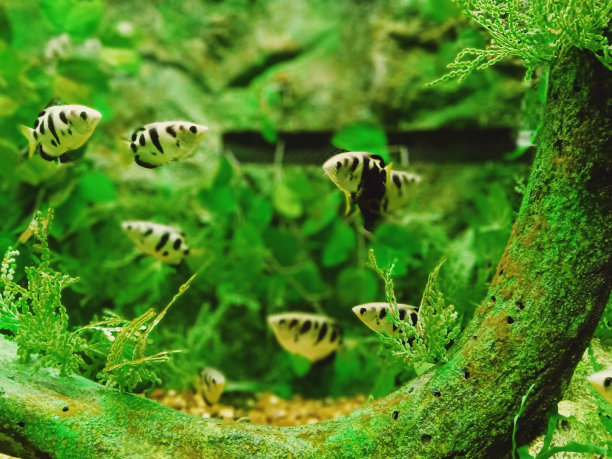 水族馆里的生命图片下载