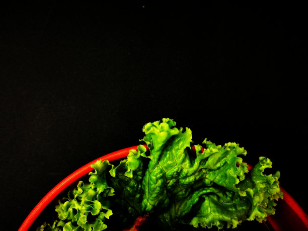 碗里有烤鸡和生菜。图片下载