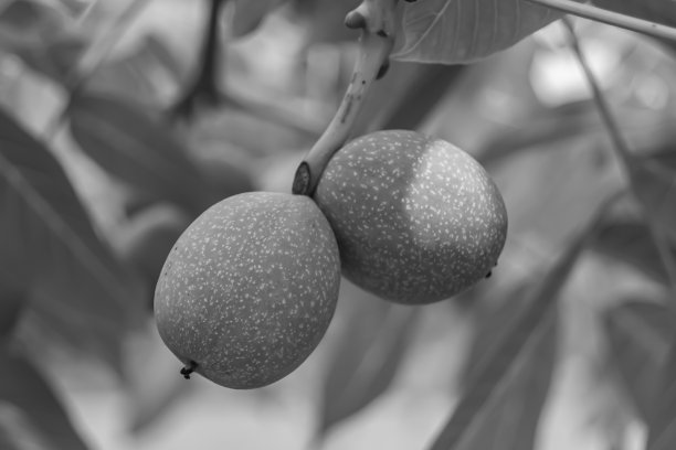 摄影主题美丽的坚果枝核桃树图片下载