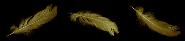 金色羽毛鹅在黑色孤立的背景图片下载