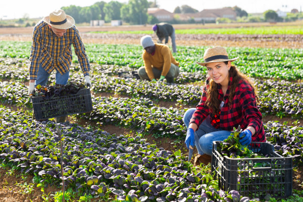 在种植园里收获红菠菜的女农民图片下载