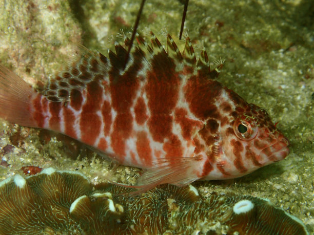 海洋中珊瑚的特写镜头图片下载