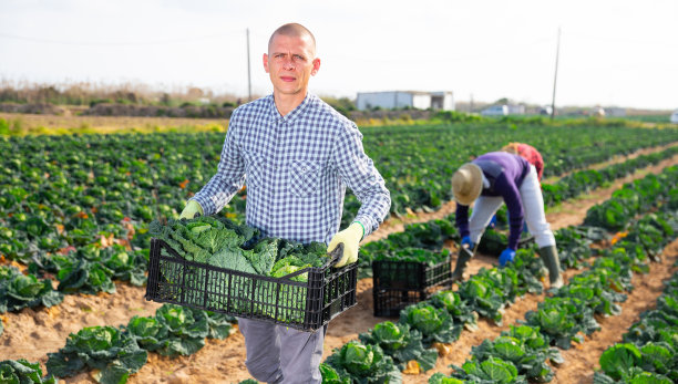 一个专业的农民拿着装满卷心菜的箱子图片下载