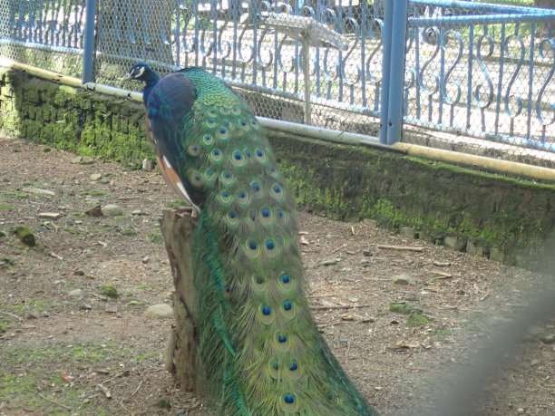 印度孔雀(Pavo cristatus)，又称普通孔雀，动物园里还有蓝孔雀图片下载