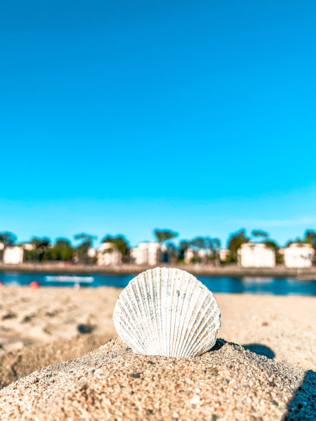 加利福尼亚州长滩宁静的坐贝壳图片下载
