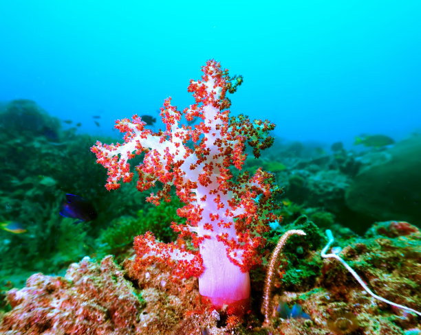 珊瑚礁上五颜六色的软珊瑚图片下载