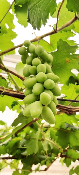 花园里的葡萄。图片下载