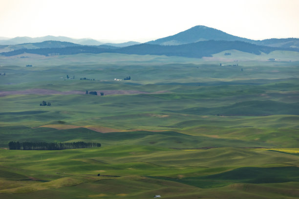 华盛顿州帕卢斯起伏的绿色田野图片下载