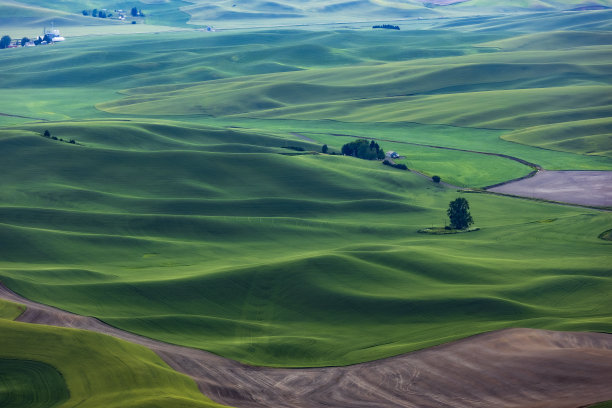 华盛顿州帕卢斯起伏的绿色田野图片下载