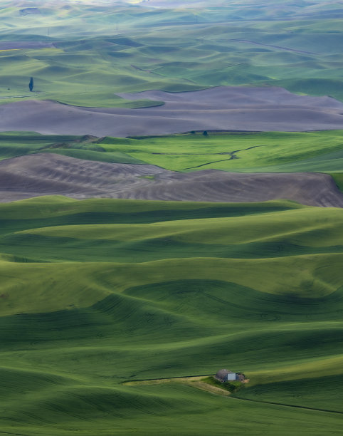 华盛顿州帕卢斯起伏的绿色田野图片下载