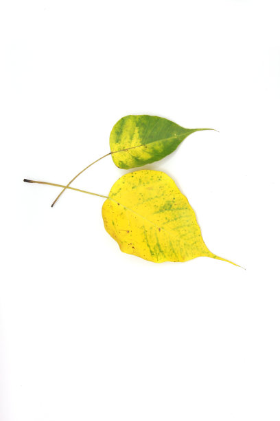 白色背景上黄色河粉的特写图片下载