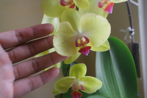 美丽的兰花，在屋前的灯光下，黄色和微紫色图片下载