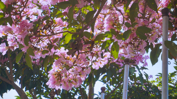 粉色的花，Chompoopantip或Tabebuya或Tabebuia图片下载
