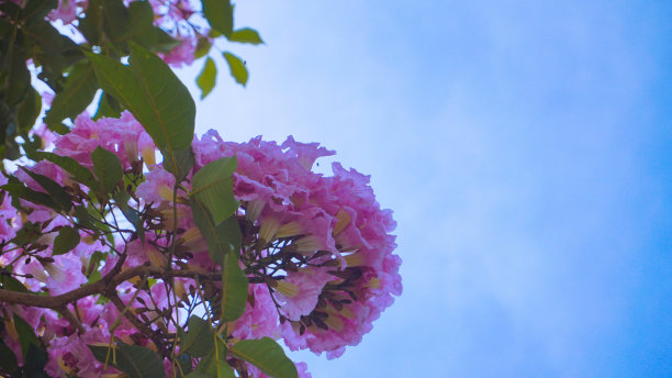 粉色的花，Chompoopantip或Tabebuya或Tabebuia图片下载