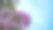 粉色的花，Chompoopantip或Tabebuya或Tabebuia图片下载