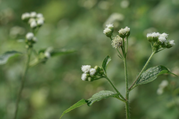 它们都在早晨的阳光下开放。图片下载