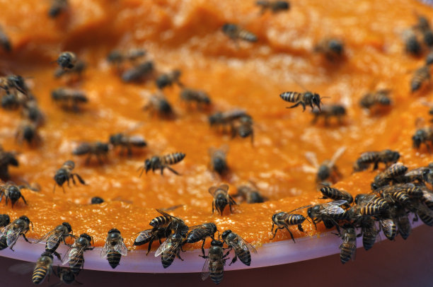 蜜蜂吮吸花蜜，蜜蜂吮吸果酱的特写，工蜂吃炒菜水果图片下载