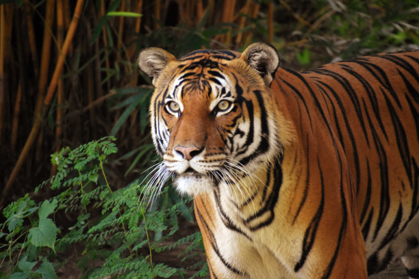马来亚虎的肖像图片下载