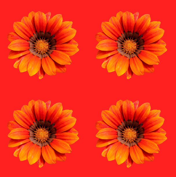 花卉贺卡设计图片下载