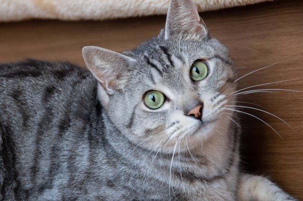 盯着猫图片下载