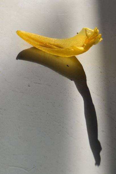 一朵孤零零的郁金香花瓣带着半黄色的阴影，看起来像一个小腿和脚，甚至像一个脚趾，伸出来——有趣的事实。图片下载