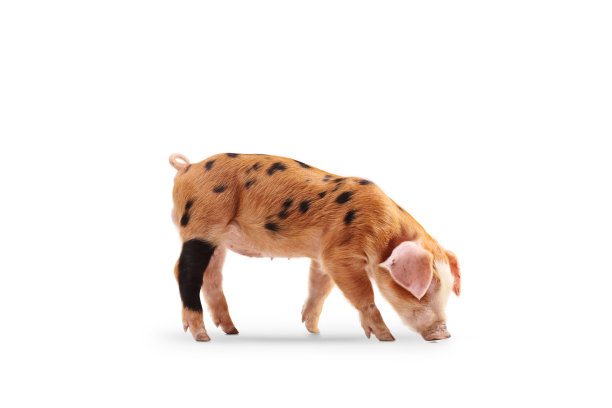 小猪嗅着地面图片下载