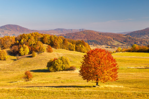 一棵有橙色树冠的树在秋日的前景中着陆了图片下载