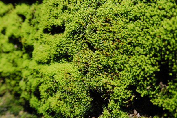 选择性地关注美丽的亮绿色苔藓生长在粗糙的石头和地板上图片下载