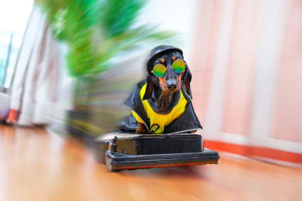 小狗明亮的青春衣服飞过时光。成功，动力在流动图片下载