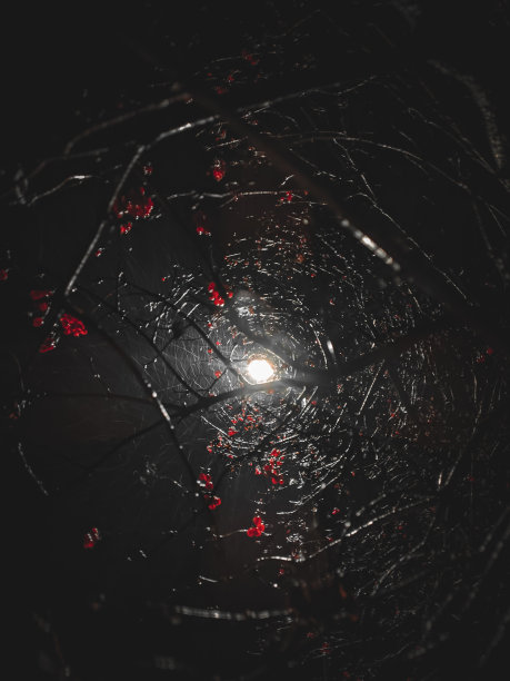 灯笼的光穿透了荚蒾的枝桠。夜晚的照片。图片下载