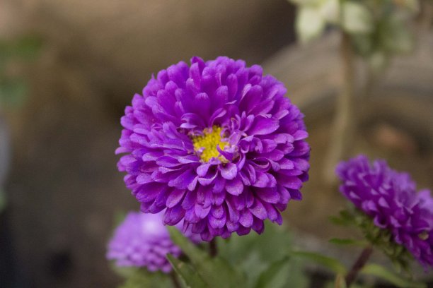 紫色菊花图片下载