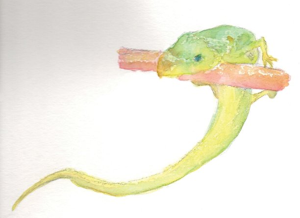 插图的日本本地宫古草蜥蜴图片下载