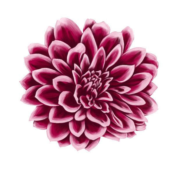 画大丽花图片下载