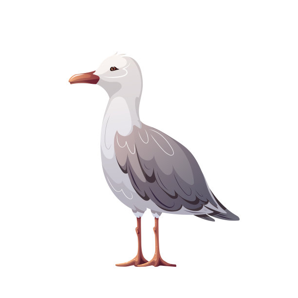 白色背景上的海鸥。图片下载