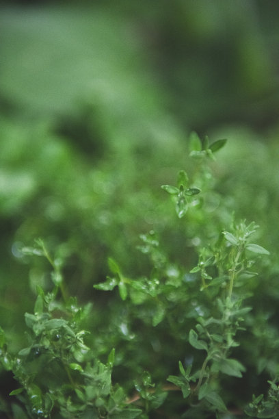 草的背景图片下载