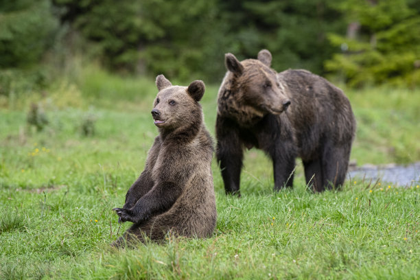 棕熊母子，野生动物摄影，喀尔巴阡山脉，特兰西瓦尼亚图片下载