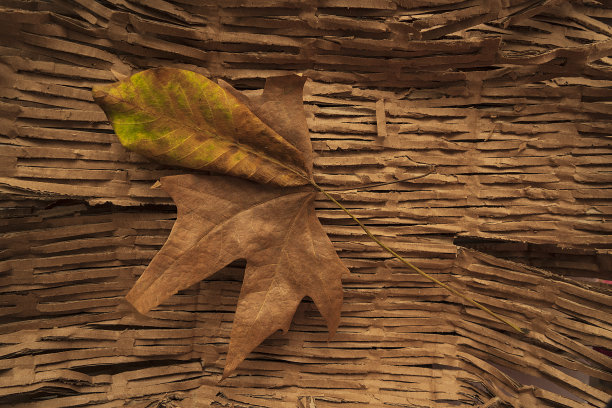 秋天背景图片下载