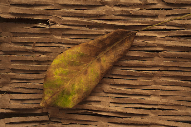 秋天背景图片下载