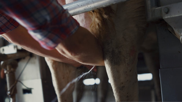 在现代科技畜牧设施近景中，农民用手挤牛奶。图片下载