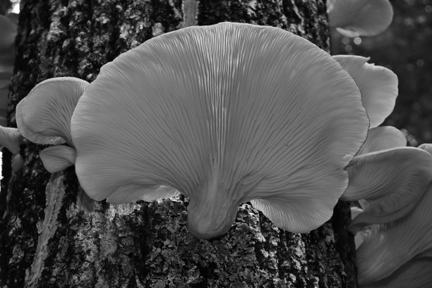 黑白菇图片下载