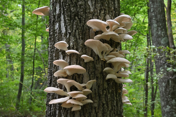 新英格兰森林中死树上的蚝菇图片下载