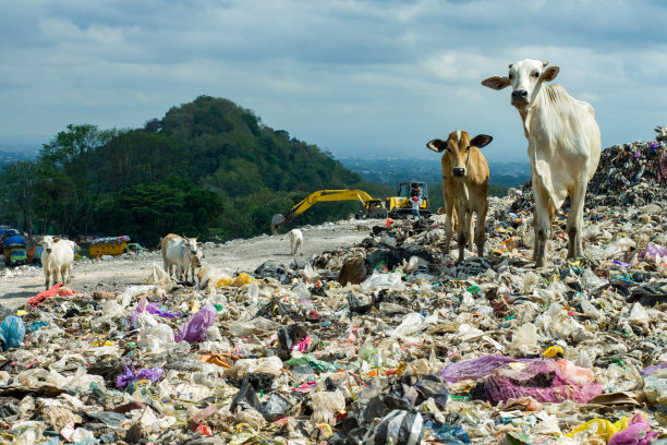 市政垃圾收容所里的牛图片下载