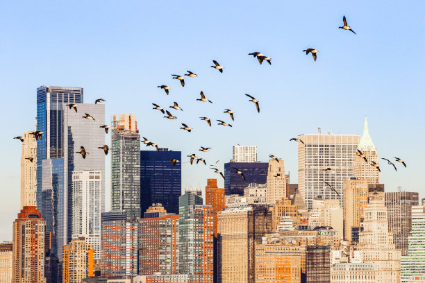 飞越纽约市的加拿大鹅图片下载