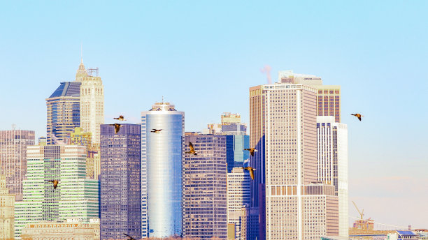 飞越纽约市的加拿大鹅图片下载