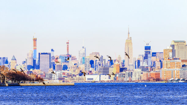 飞越纽约市的加拿大鹅图片下载