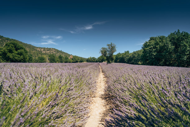 lavanda花领域图片下载