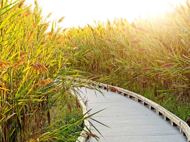 日落时分，马塞诸塞州梅姆岛的木板路穿过高高的沼泽草图片下载