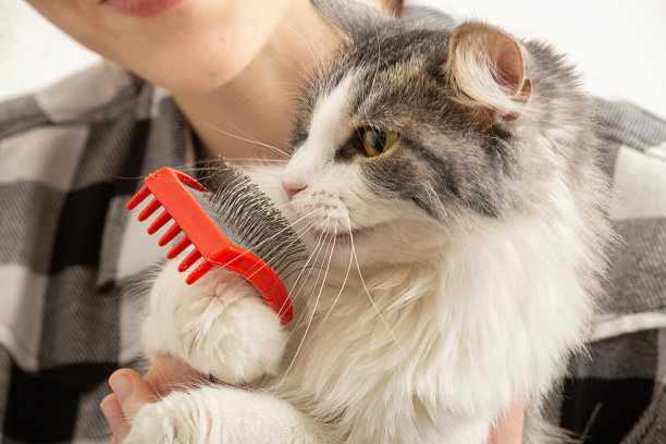 女人打扮的猫图片下载
